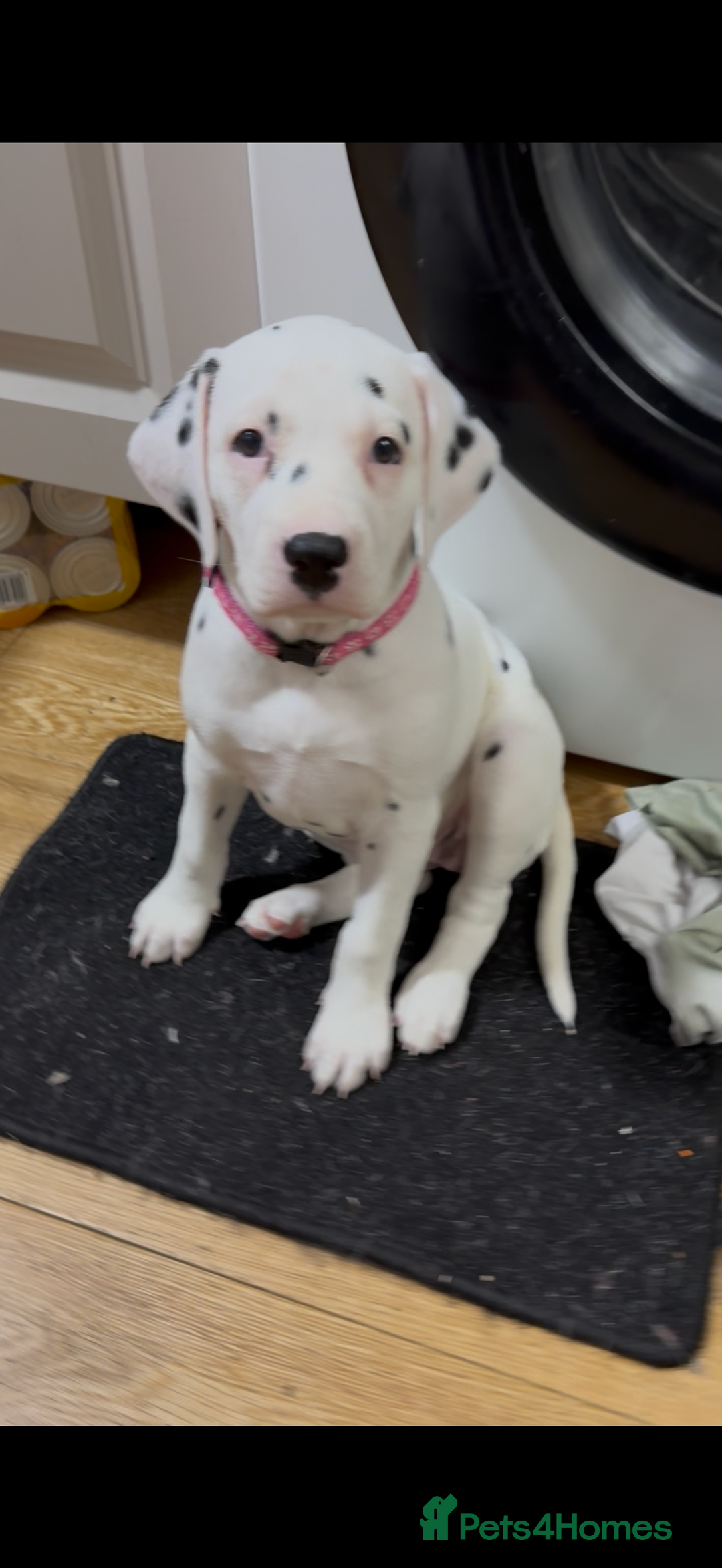 Dalmatian dogs for sale: Dalmațian puppies dogs for sale  - Advert 37