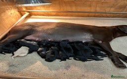 Labrador Retriever dogs for stud: Proven KC Labrador Stud in Stoke-on-Trent - Image 22
