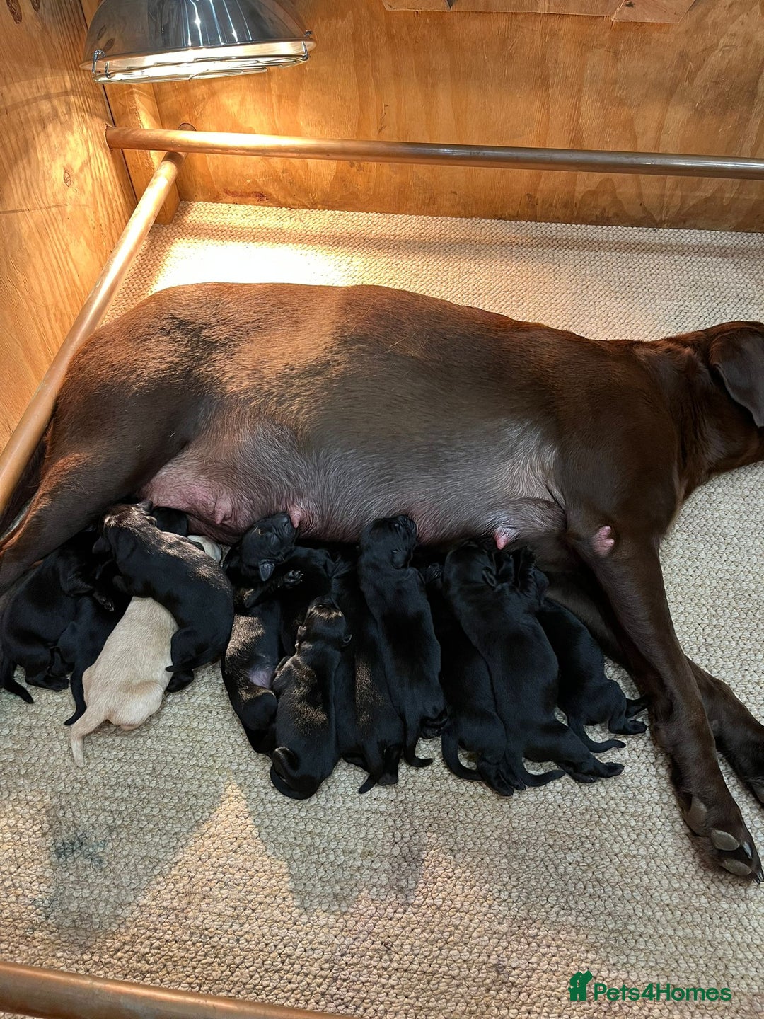 Labrador Retriever dogs for stud: Proven KC Labrador Stud in Stoke-on-Trent - Image 22
