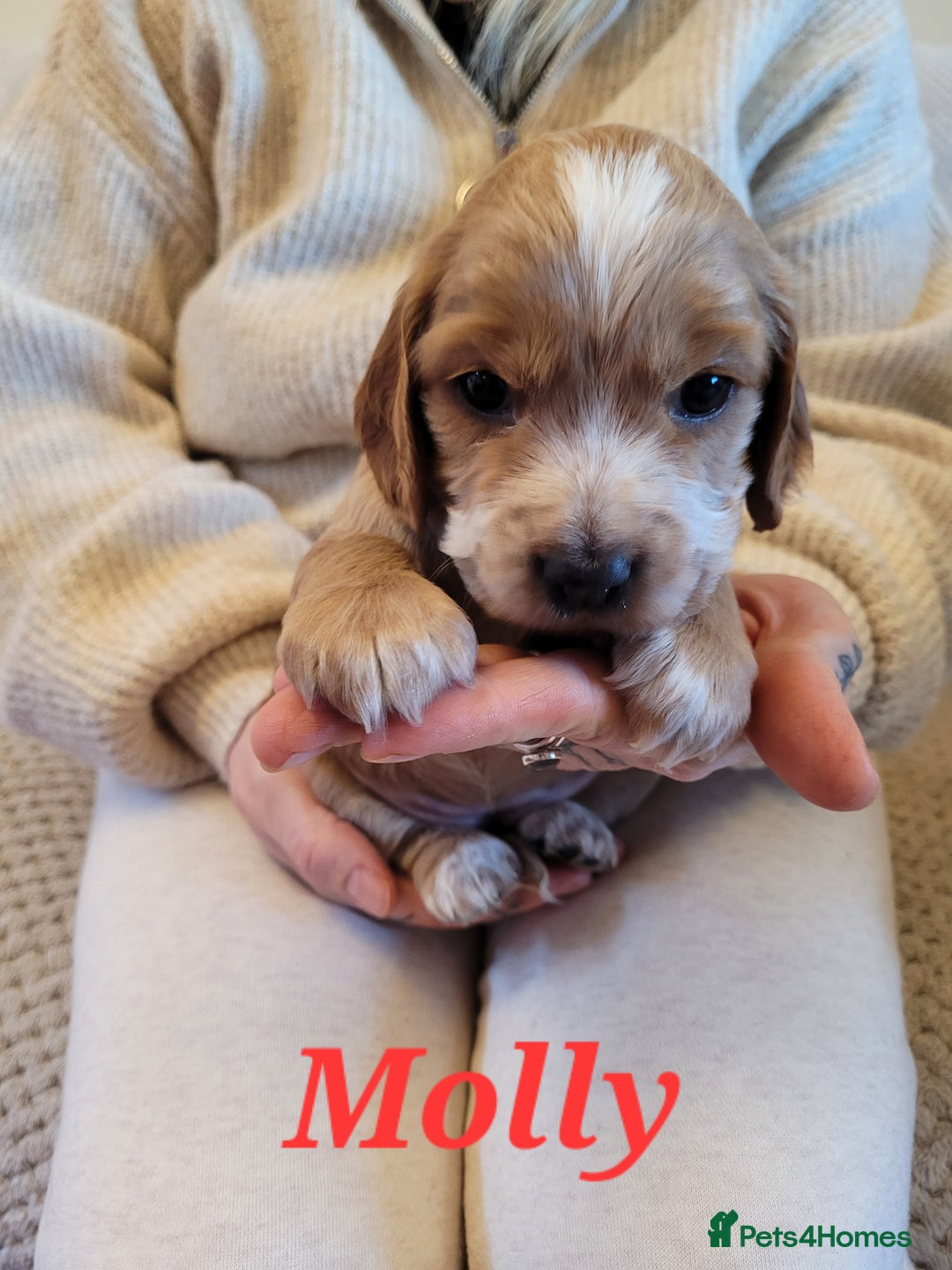 Cocker Spaniel dogs for sale: Gorgeous litter of cocker spaniels - Advert 15