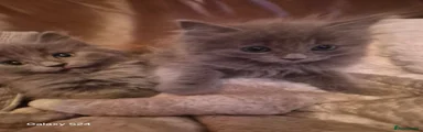 Ragdoll 3