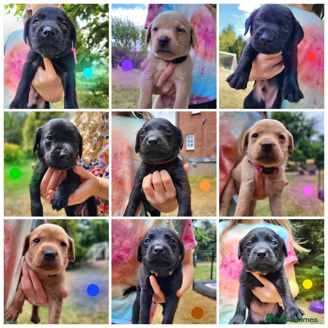 Labrador Retriever dogs for sale: Kc labrador puppies  - Image 8