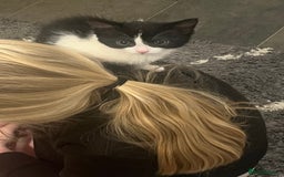Mixed Breed cats for sale: Beautiful female kitten  - Image 6