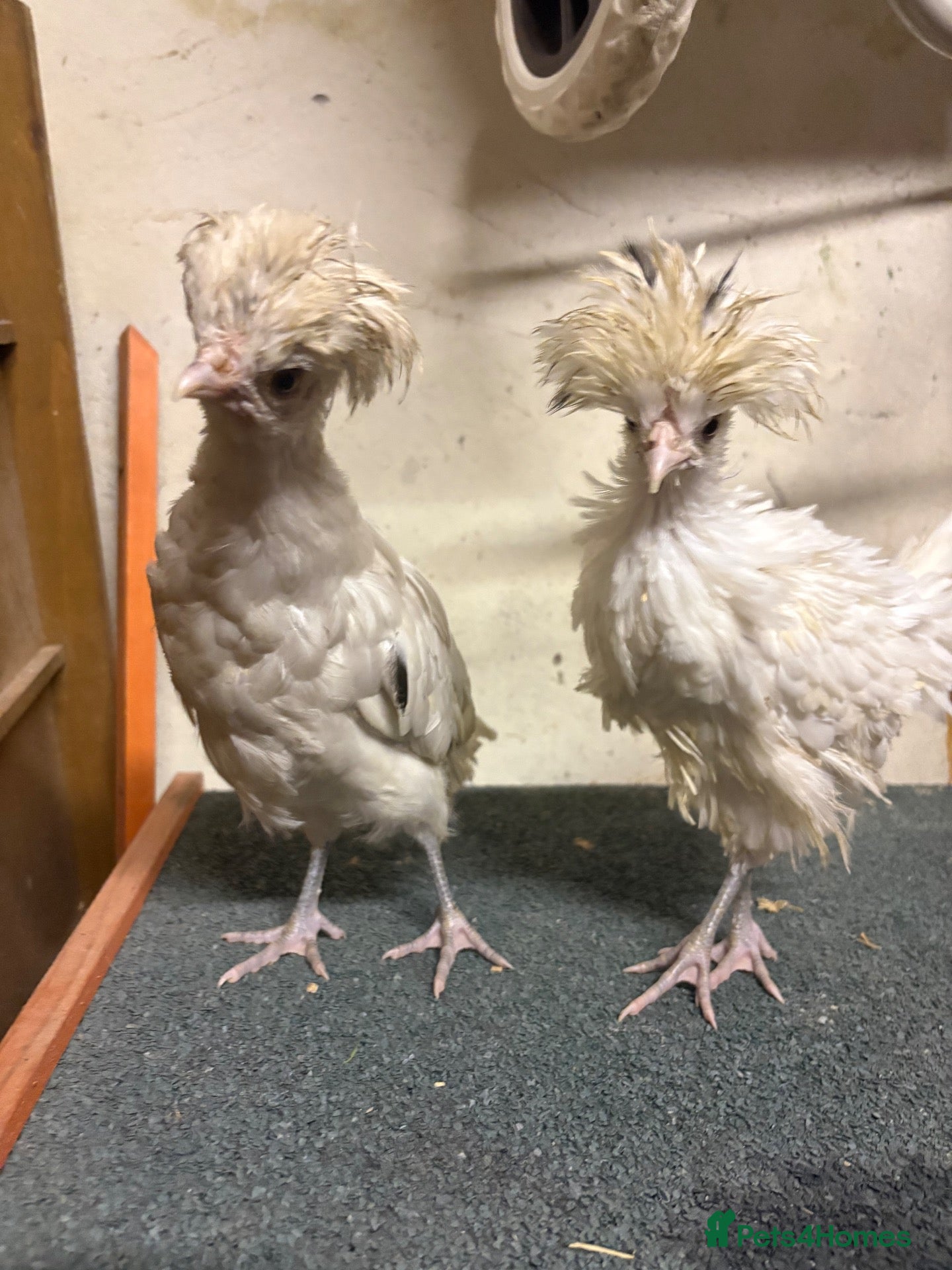 Chickens poultry Four chickens looking for homes  - Advert 13