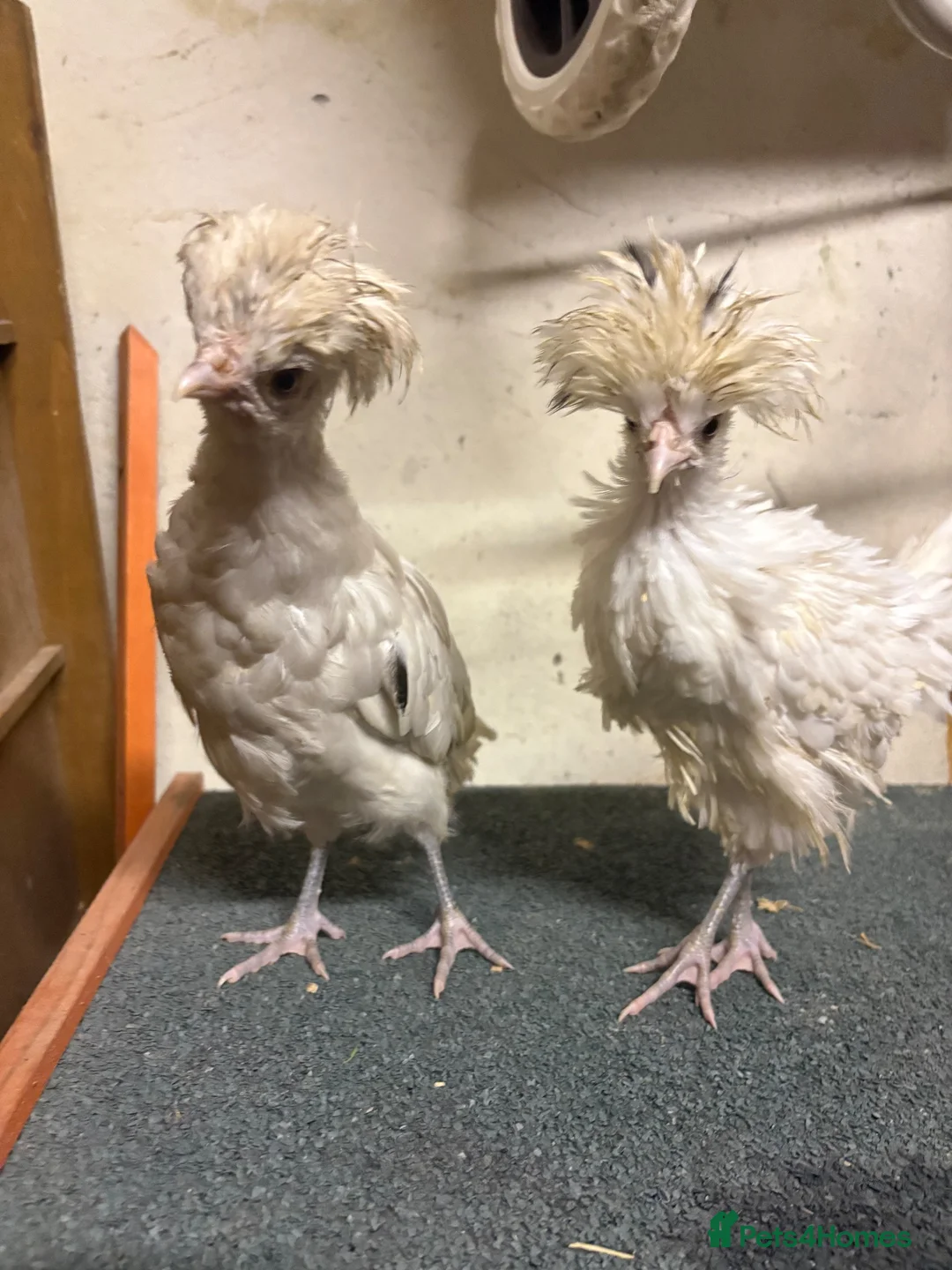 Chickens poultry for sale: Four chickens looking for homes  - Advert 1