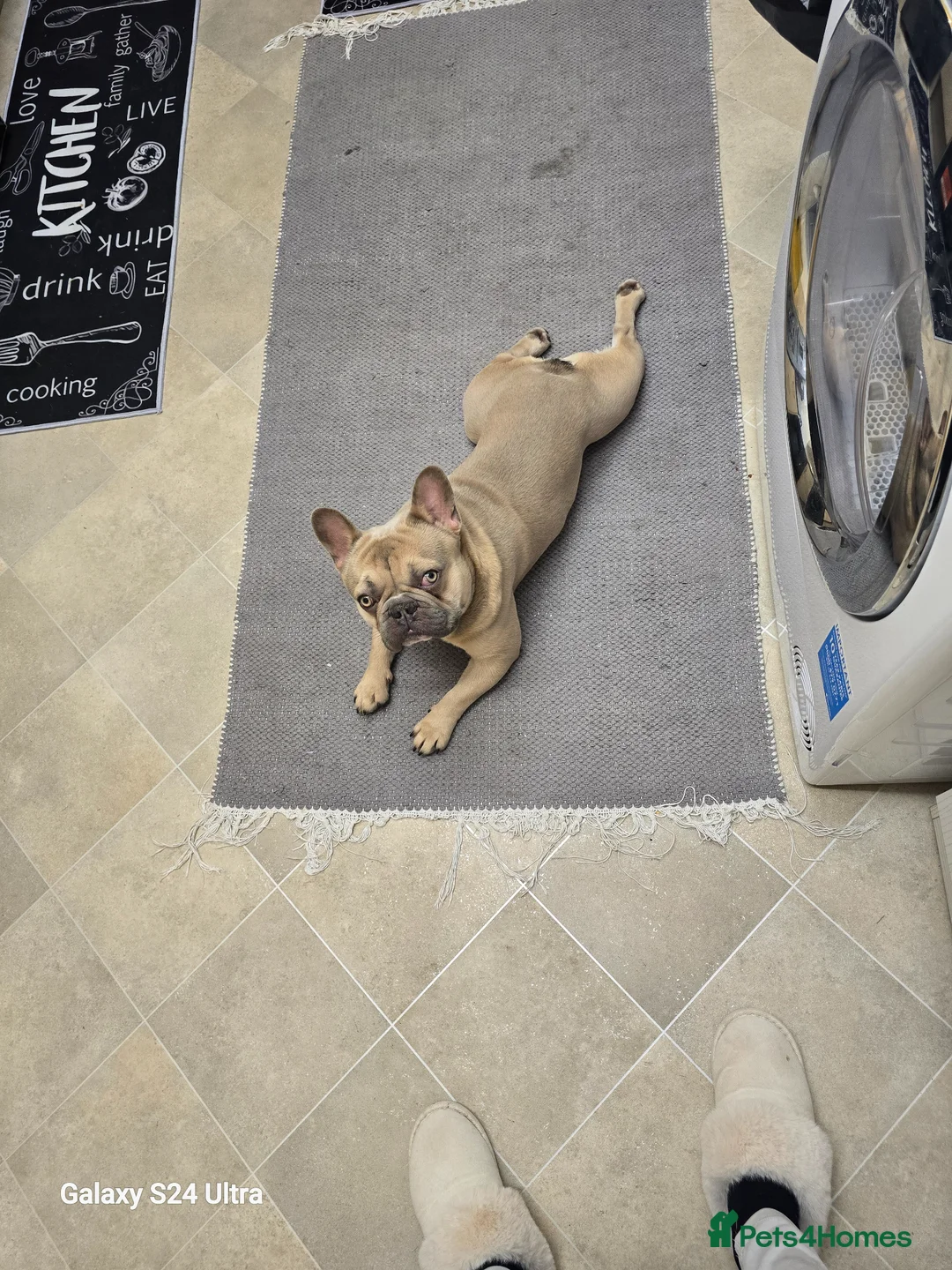 Mixed Breed dogs for sale: Franch bulldog male - Advert 2