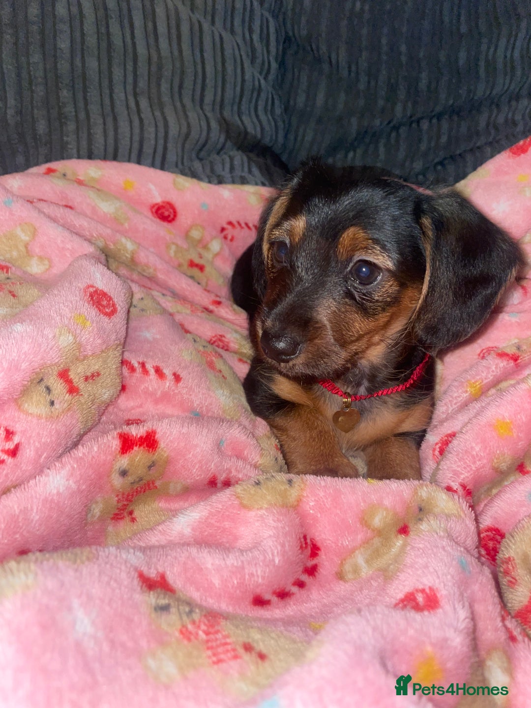 Mixed Breed dogs for sale: Dorkie boy puppy 😍 - Advert 7