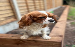 Cavalier King Charles Spaniel dogs for sale: GORGEOUS KC KING CHARLES CAVALIER PUPPYS - Image 7