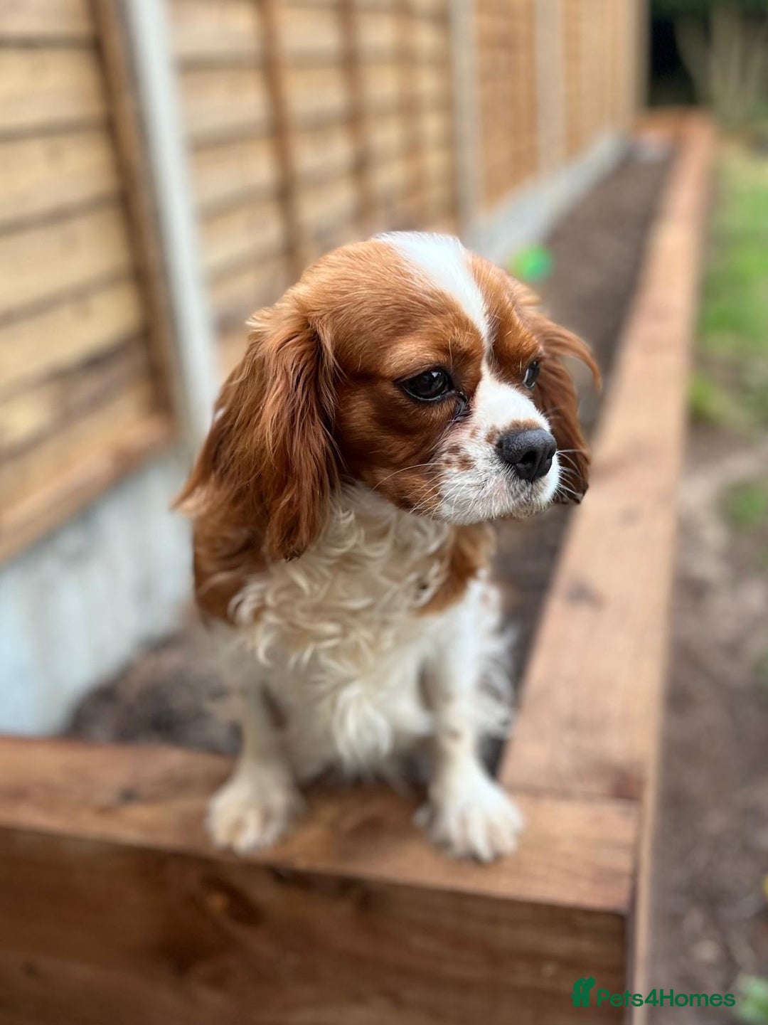 Cavalier King Charles Spaniel dogs for sale: GORGEOUS KC KING CHARLES CAVALIER PUPPYS - Image 7