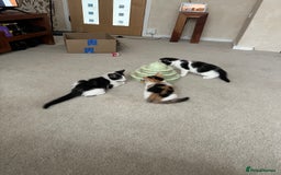 Mixed Breed cats for sale: Kittens - Image 24