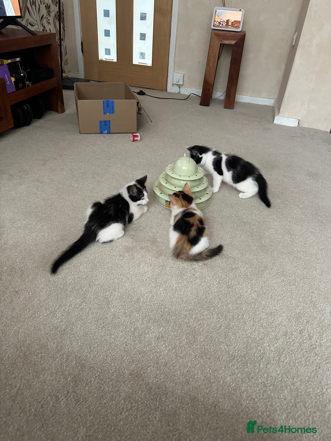 Mixed Breed cats for sale: Kittens - Image 24