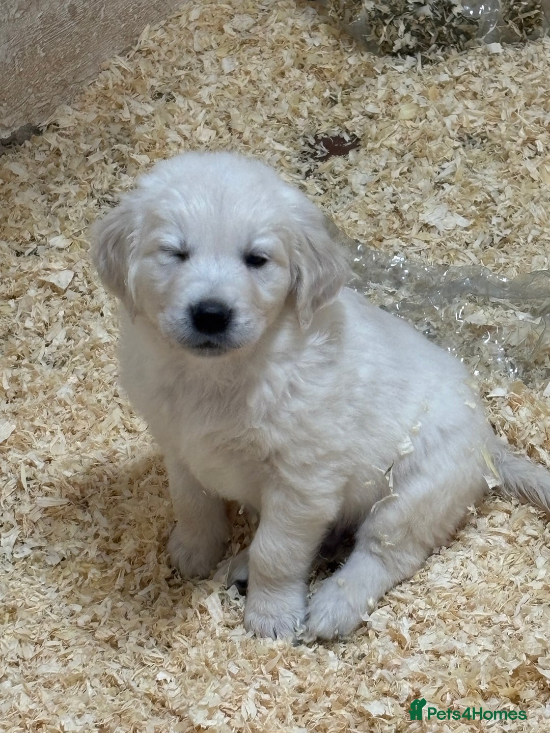 Golden Retriever dogs for sale: golden retriever - Advert 3