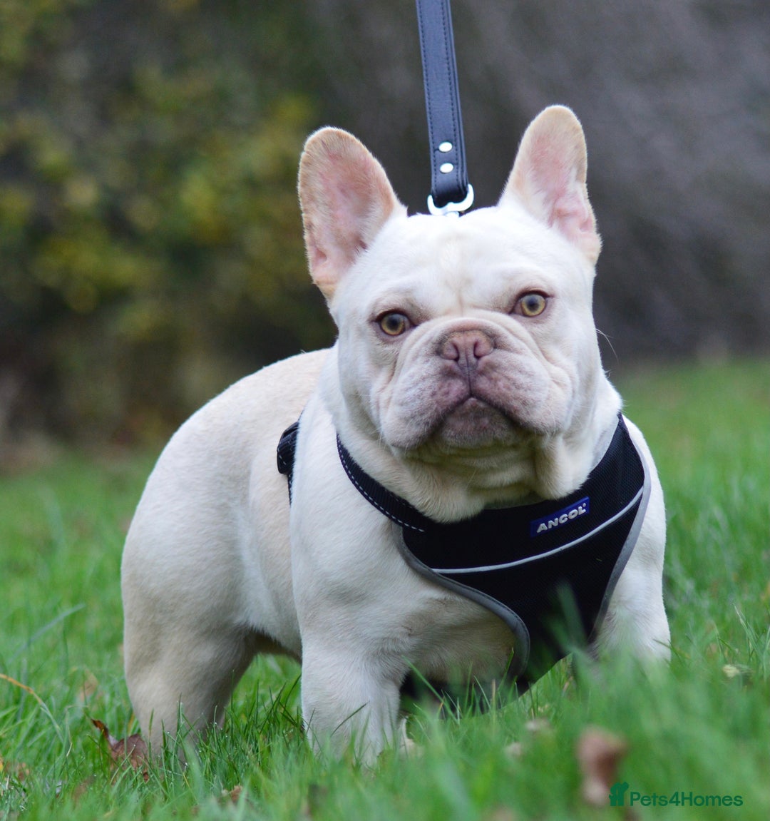 French Bulldog dogs for stud: Chocolate cream carrying blue and tan gene in Spalding - Advert 1