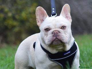 French Bulldog dogs in Spalding - Advert 4