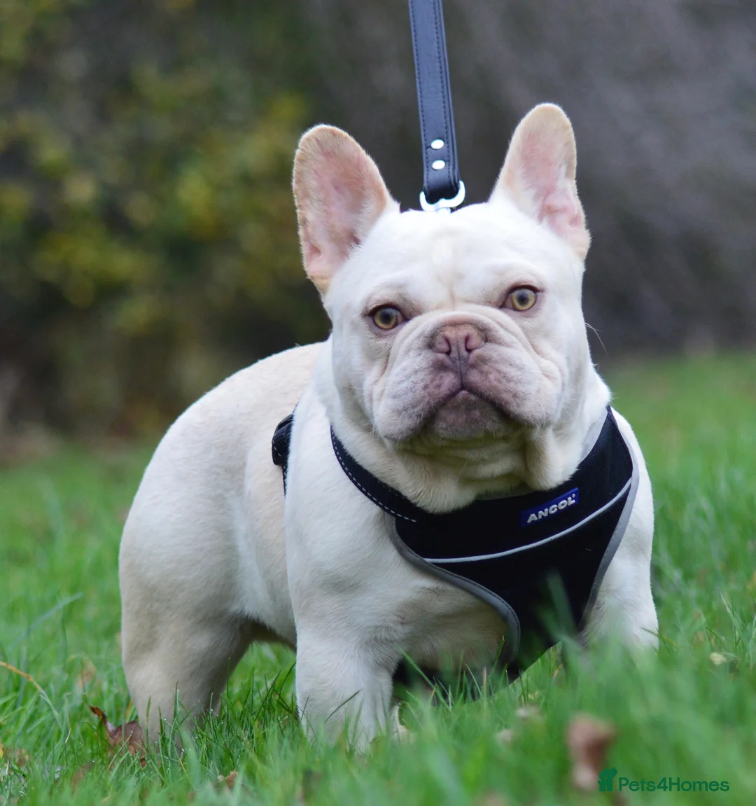 French Bulldog dogs for stud: Chocolate cream carrying blue and tan gene in Spalding - Advert 1