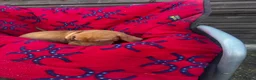 Hungarian Vizsla dogs for sale: Outstanding Kc registered Hungarian vizsla - Advert 22