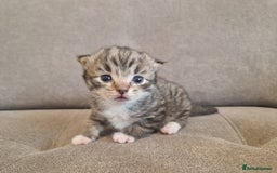 Mixed Breed cats for sale: Ragdoll x kittens x 2  - Image 6