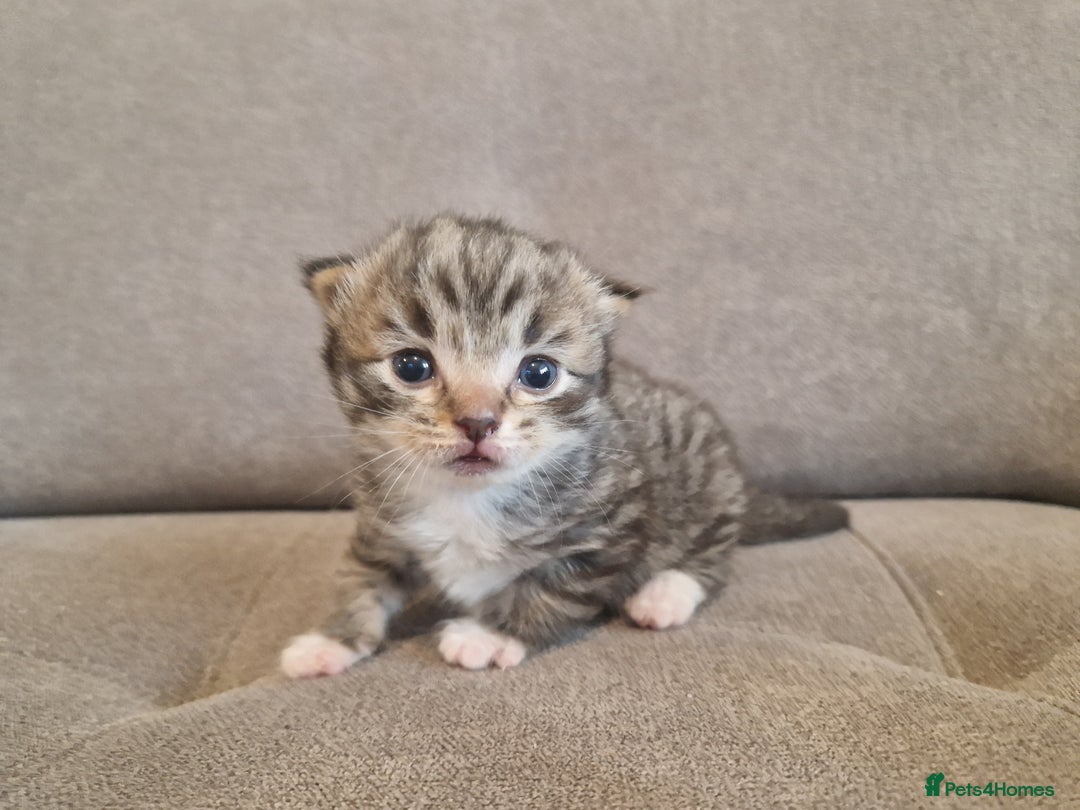 Mixed Breed cats for sale: Ragdoll x kittens x 2  - Image 6