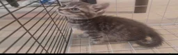 Mixed Breed cats for sale: Beautiful grey female kitten - Advert 7