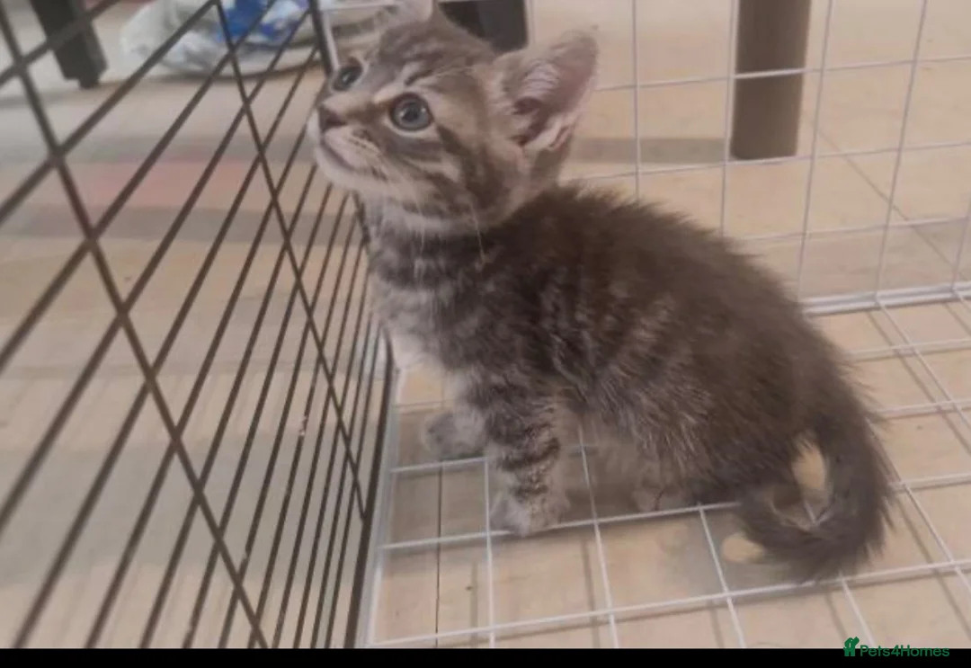 Mixed Breed cats for sale: Beautiful grey female kitten - Advert 7