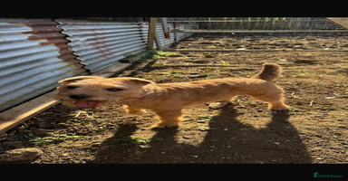 Lakeland Terrier dogs Beautiful Lakeland puppies for sale!  - Advert 14