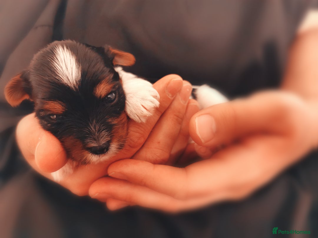 Yorkshire Terrier dogs for sale: Biewer Yorkshire Terrier🐶 Posh Puppies 🥇 in Hull - Image 14