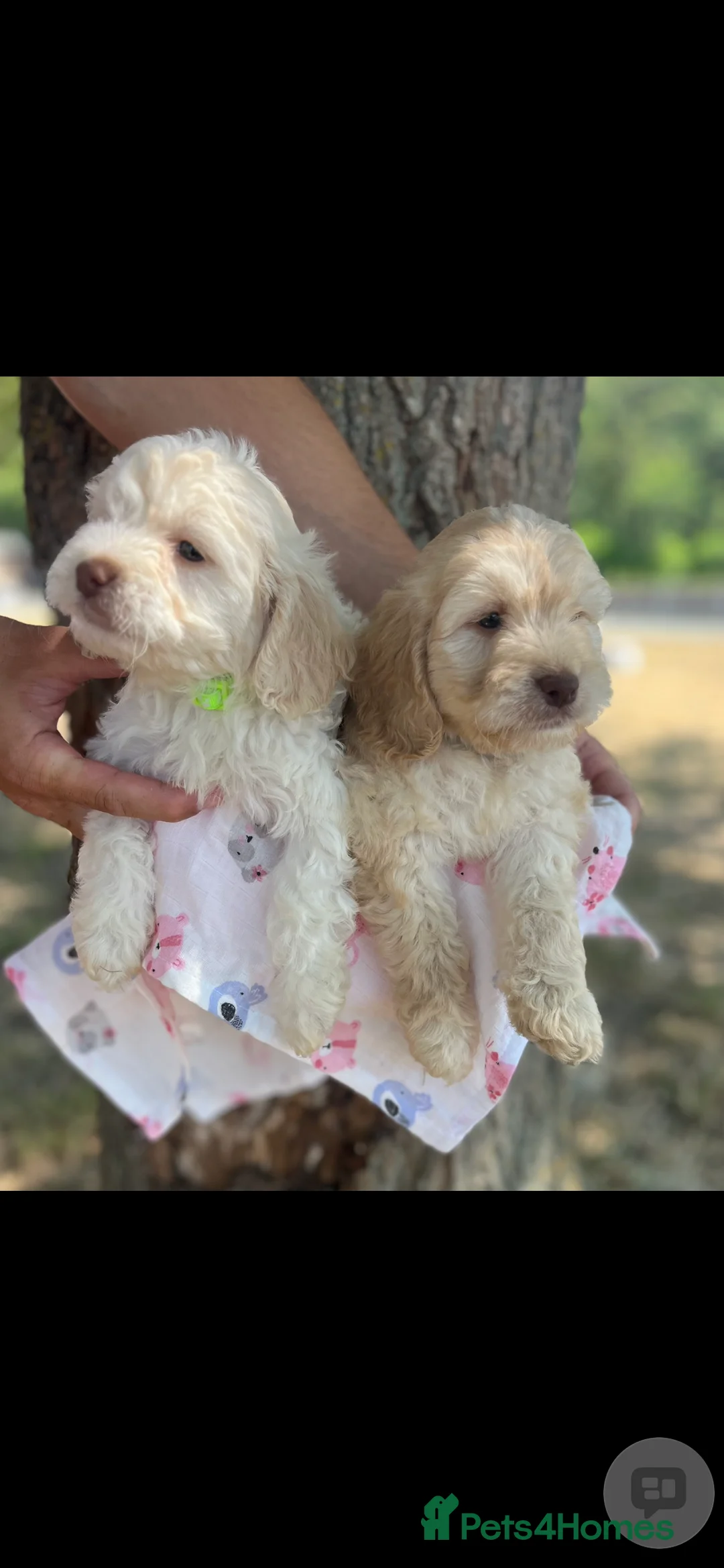 Cockapoo dogs for sale: adorable cockapoo puppies - Advert 13