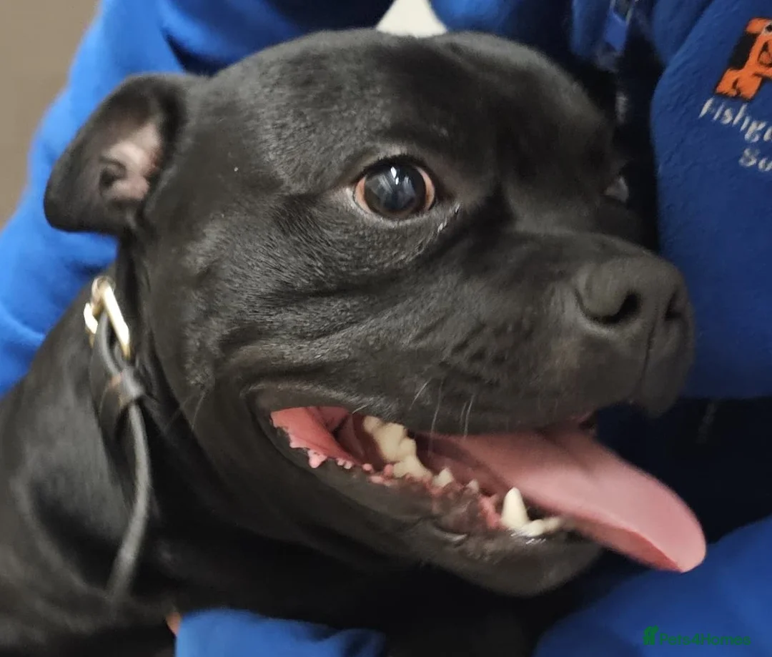 Staffordshire Bull Terrier dogs for adoption: ROLO 1yr old Staffie - Advert 1