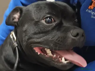 Staffordshire Bull Terrier dogs ROLO 1yr old Staffie - Advert 1