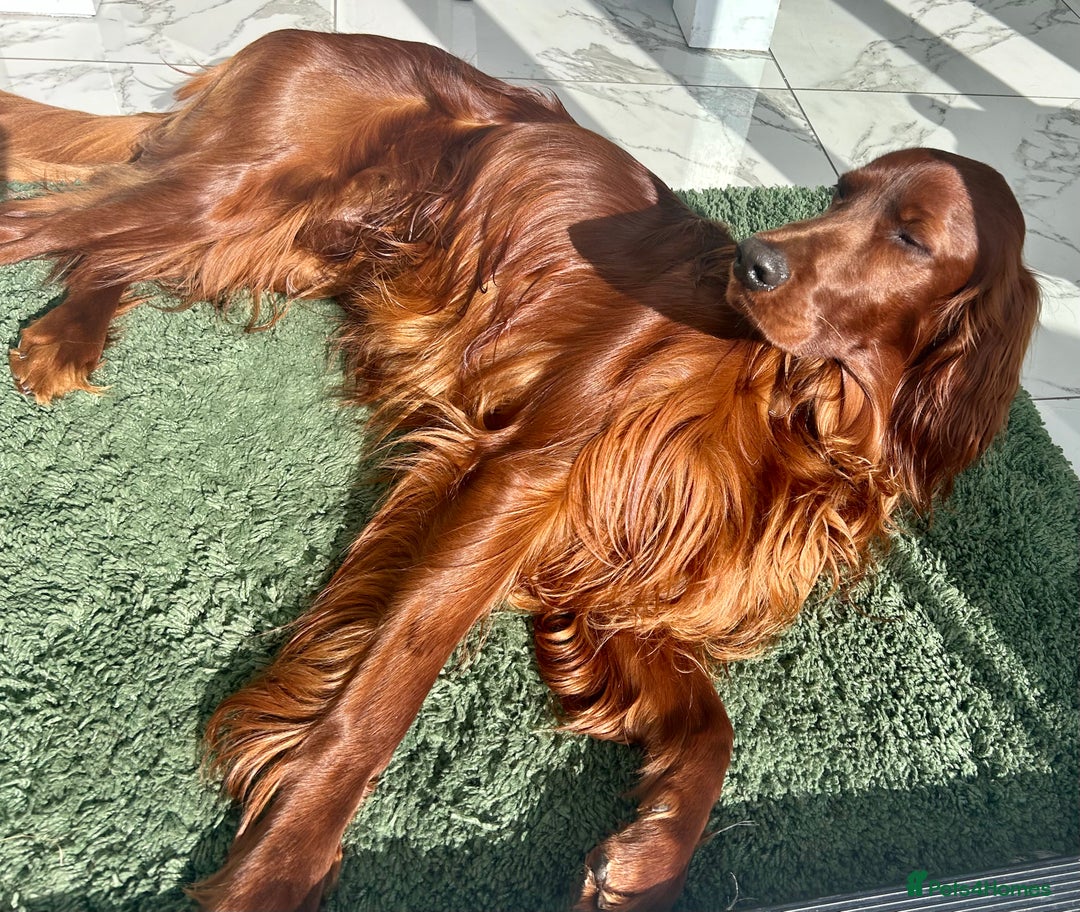 Irish Setter dogs for stud: Beautiful Irish Setter available for stud - Image 5
