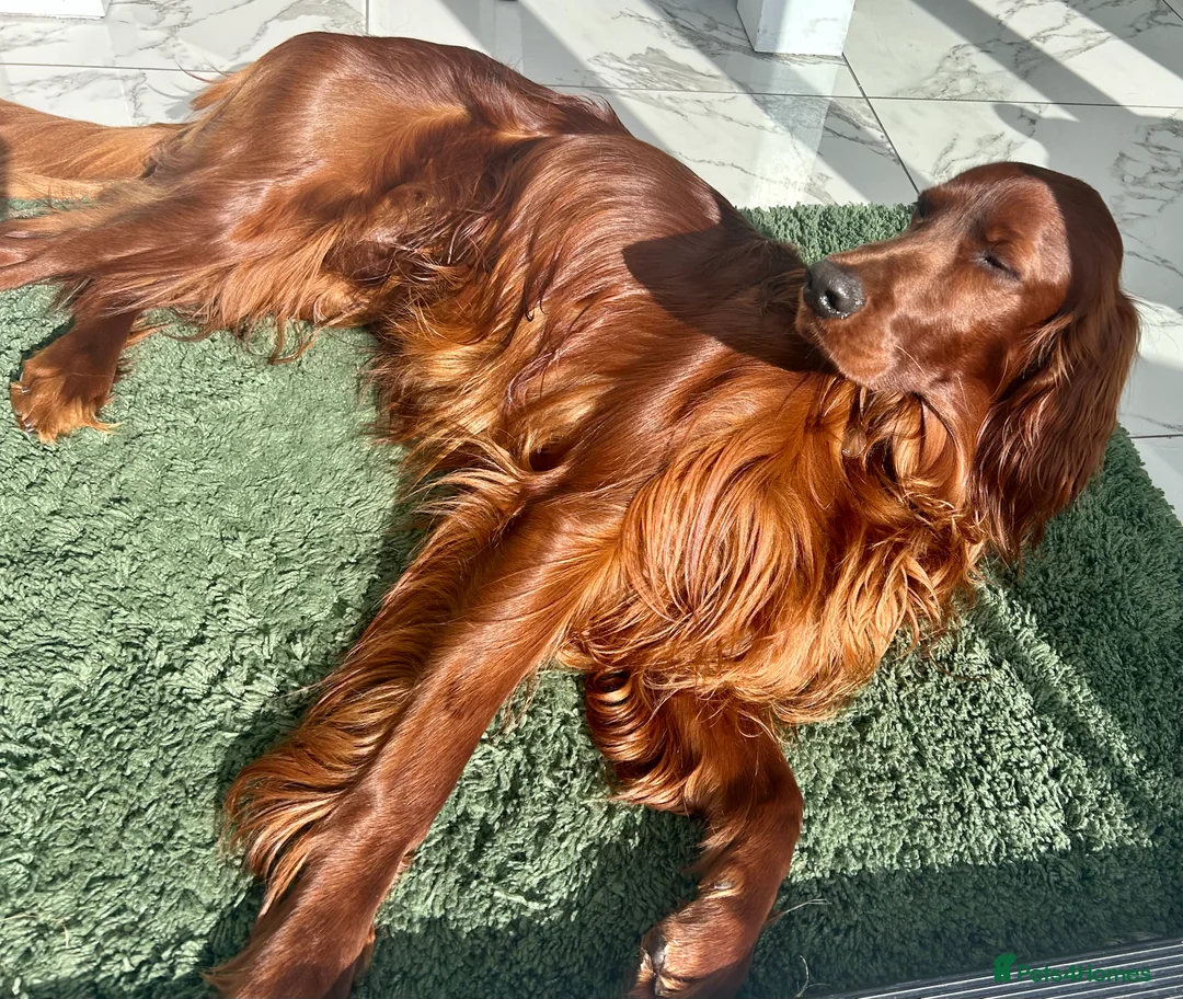 Irish Setter dogs for stud: Beautiful Irish Setter available for stud - Advert 5