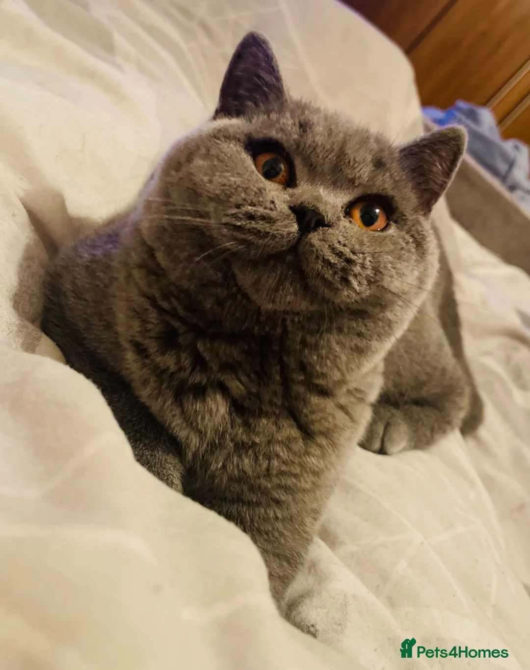 British Shorthair cats for sale: Beautiful British shorthairs   - Advert 2