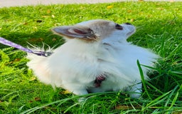 Chihuahua dogs for stud: STUD: Gorgeous White Long Coat Chihuahua  in Aldershot - Image 7