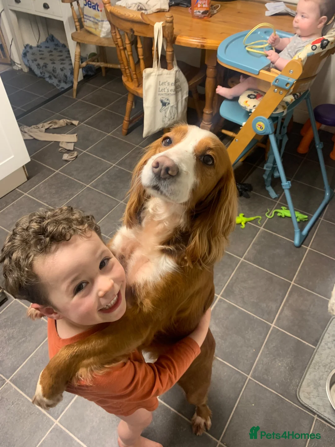 Cocker Spaniel dogs for sale: Golden cocker spaniel pups  - Advert 35