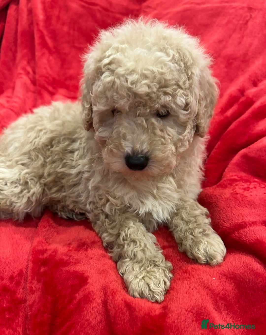 Cavapoo dogs for sale: TOY CAVAPOO PUPPIES  - Advert 1