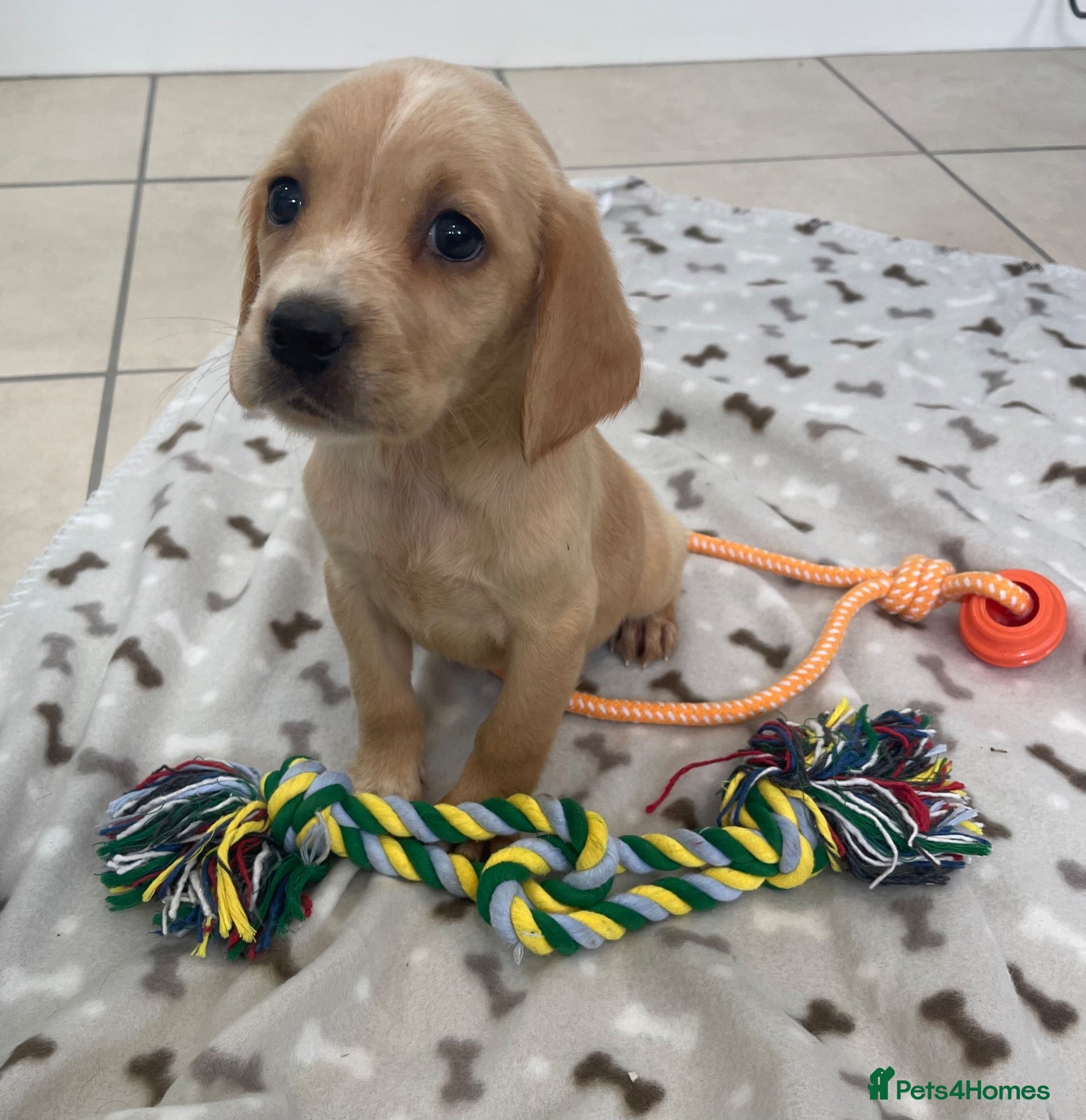 Cockerdor dogs Beautiful cockerdor pups - Advert 2