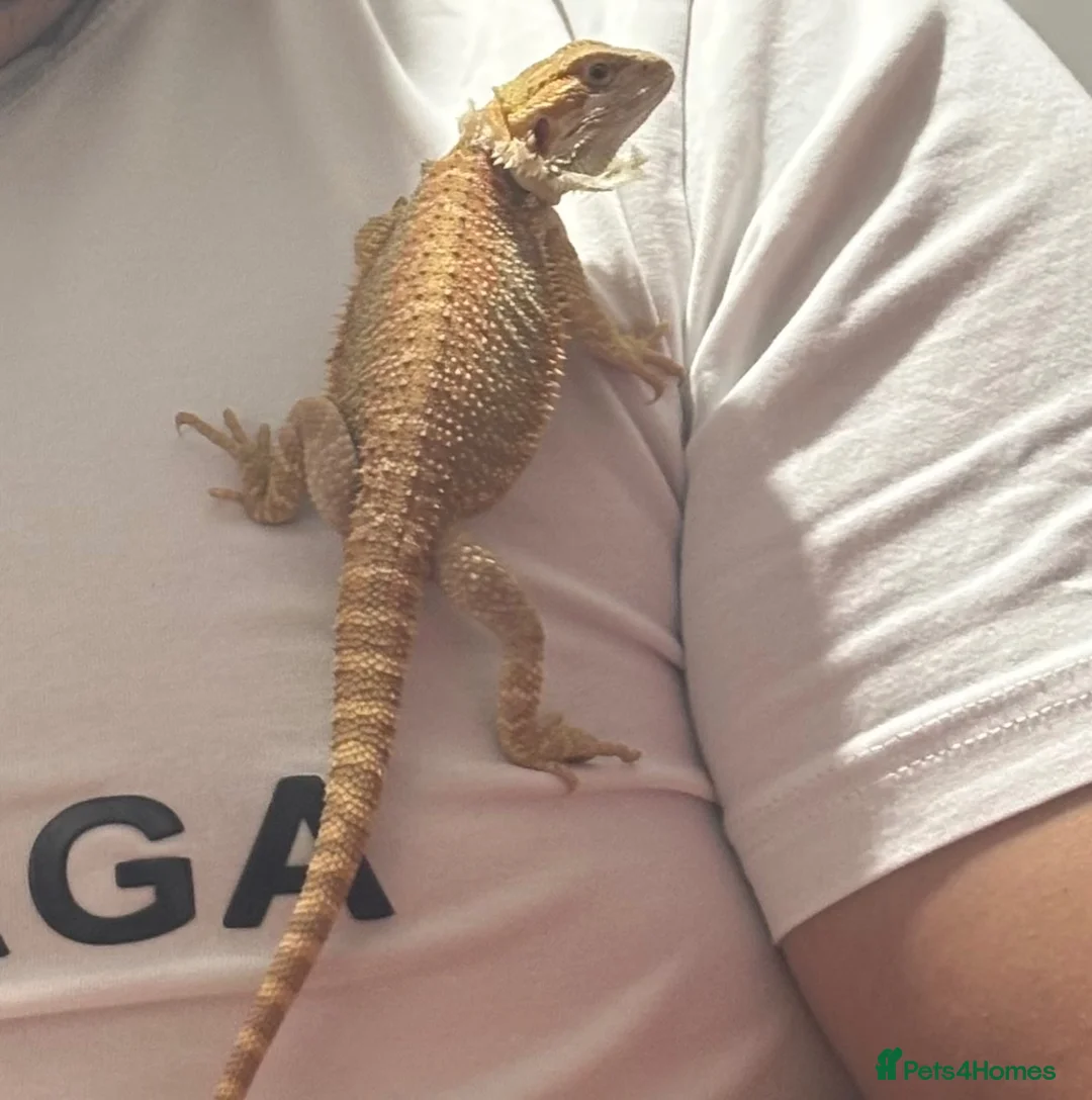 Bearded Dragon reptiles for sale: bearded dragon - Advert 1