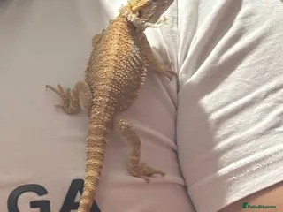 Bearded Dragon reptiles bearded dragon - Advert 10
