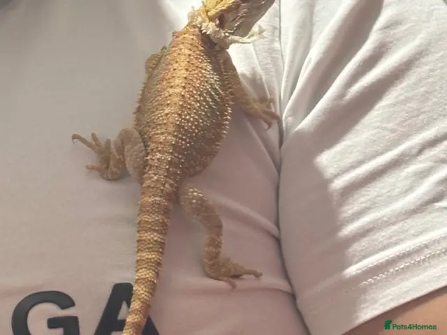 Bearded Dragon reptiles bearded dragon - Advert 4