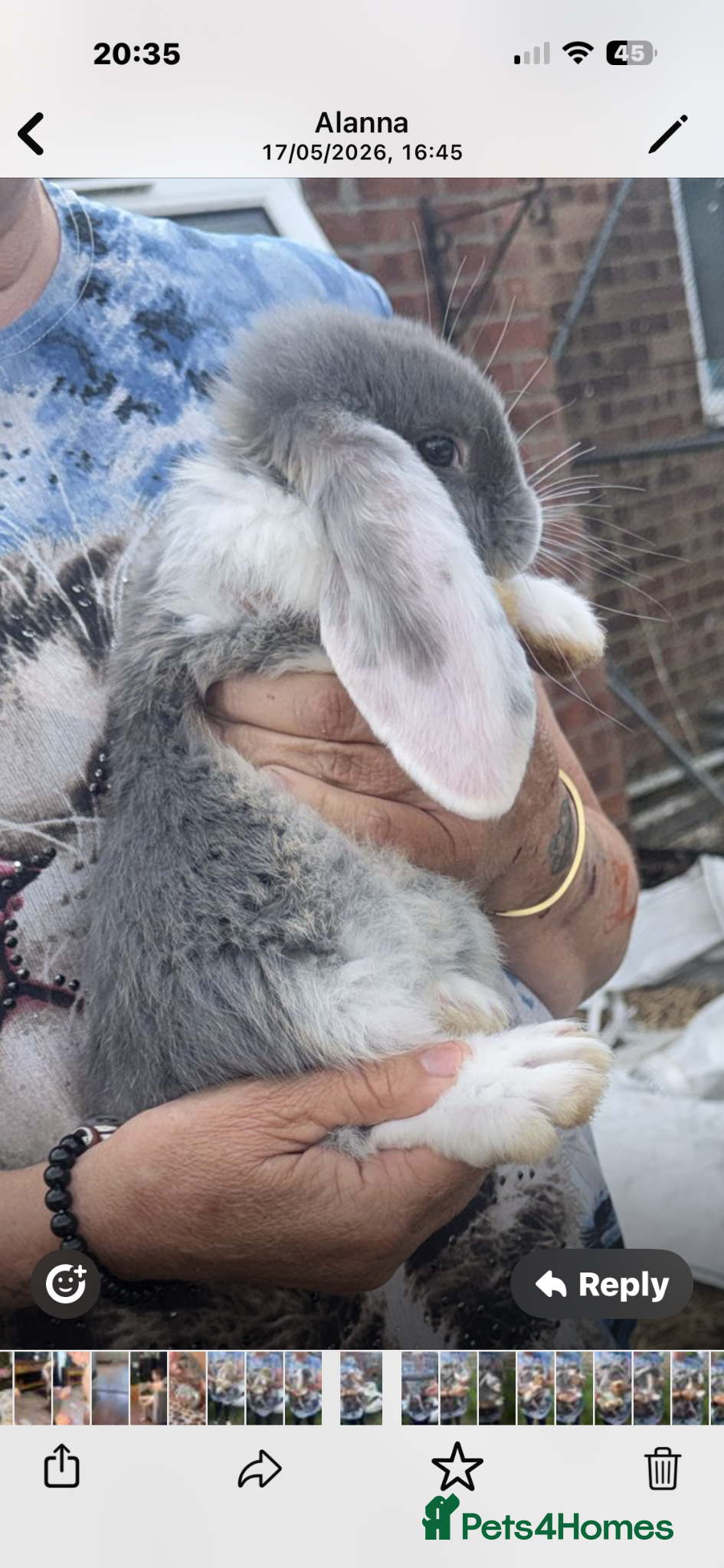 French Lop rabbits Beautiful French lops for sale - Advert 7
