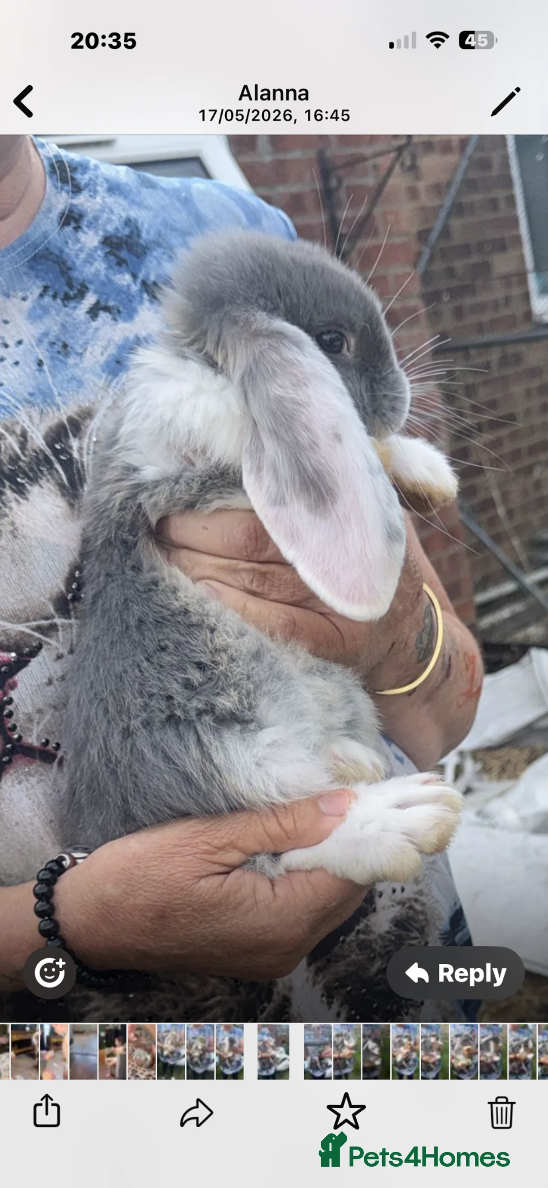 French Lop rabbits for sale: Beautiful French lops for sale - Advert 1
