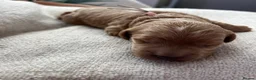 Cavapoo dogs for sale: Beautiful litter of Red F1 Cavapoo puppies - Advert 12