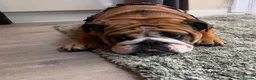 English Bulldog dogs for sale: Beautiful kc reg 13month old female  - Advert 2