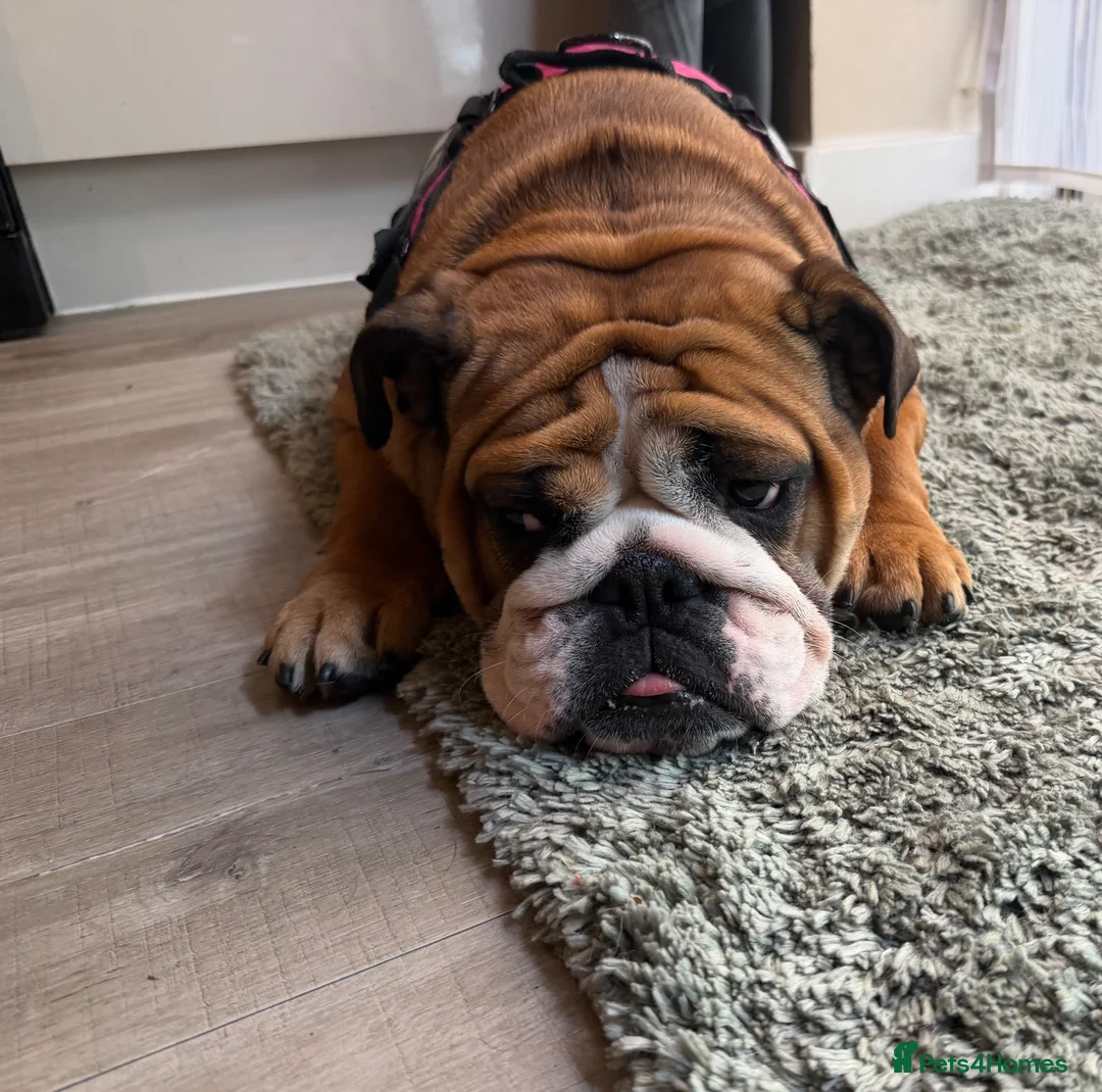 English Bulldog dogs for sale: Beautiful kc reg 13month old female  - Advert 2