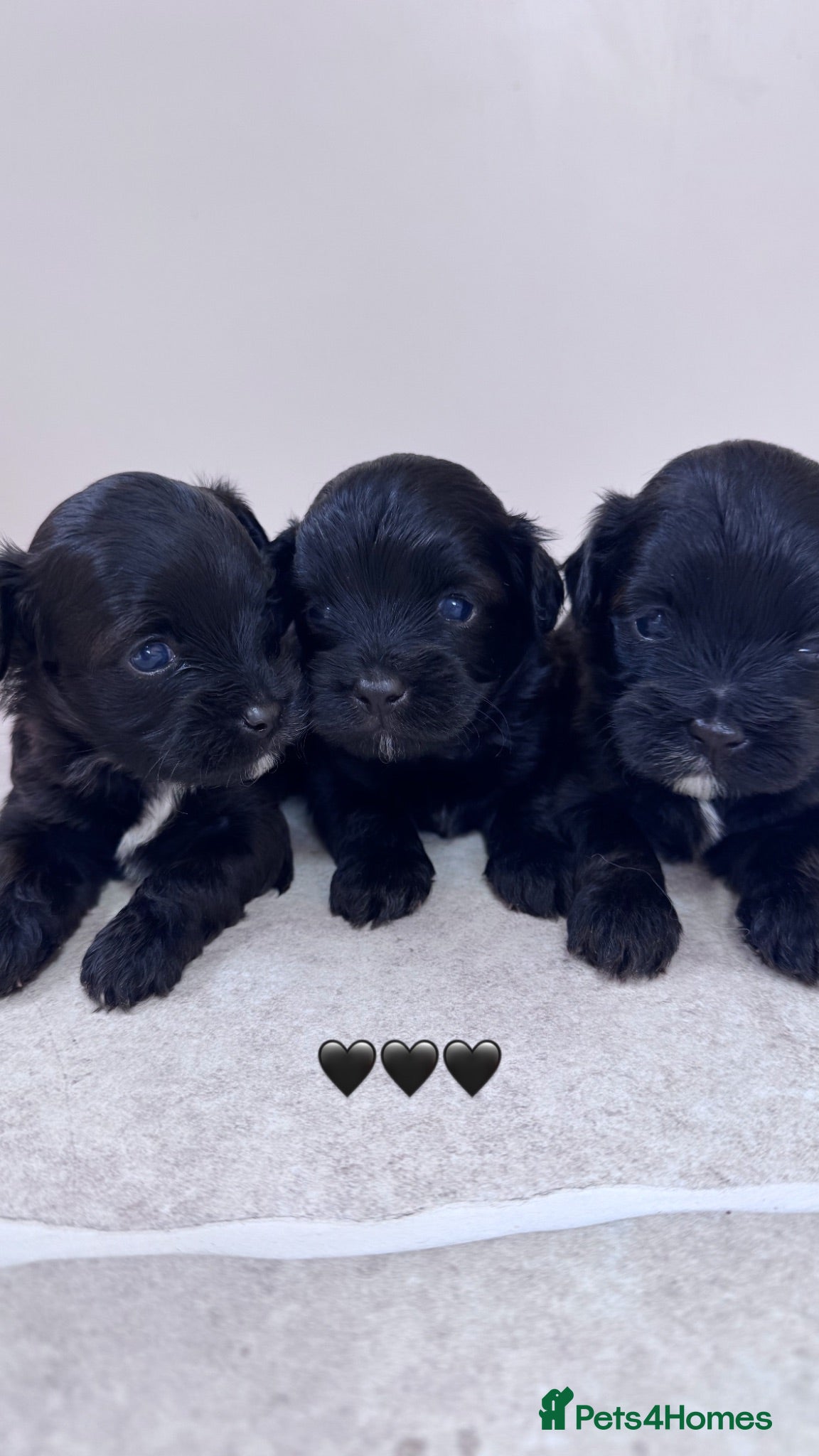 Mixed Breed dogs Rare Miki-poo puppies 2 left  - Advert 1