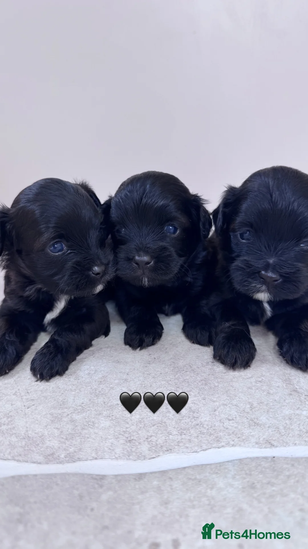 Mixed Breed dogs for sale: Rare Miki-poo puppies 2 left  in Lincoln - Advert 1