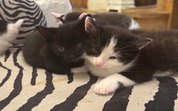 Ragdoll cats for sale: Stunning half Ragdoll kittens  - Image 6