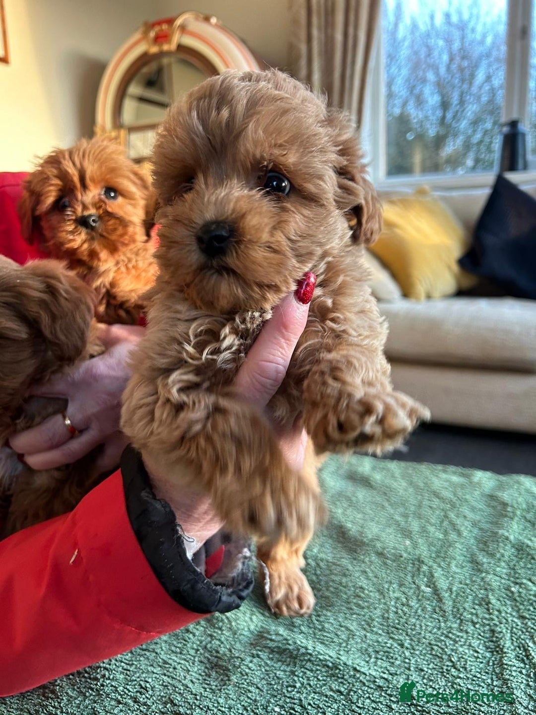 Labradoodle dogs for sale: Gorgeous Health Checked Labradoodle Puppies - Advert 8
