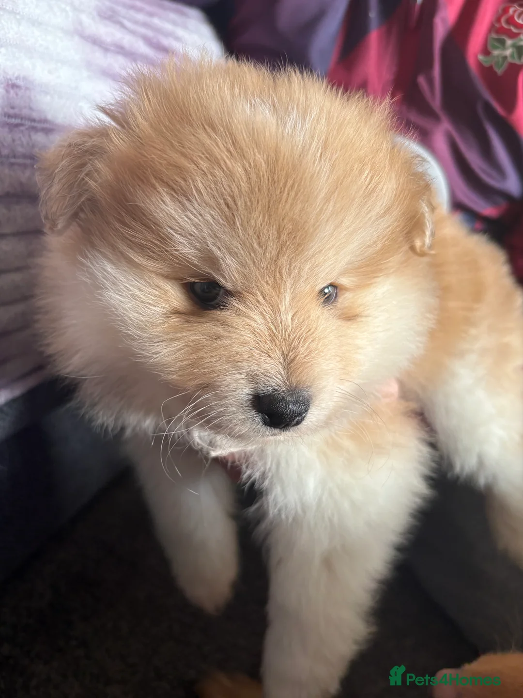 Pomeranian dogs for sale: Pomeranian Puppies - Advert 22