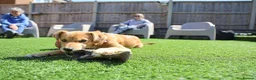 Mixed Breed dogs for adoption: Trudy - Advert 23